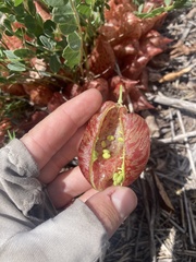 Astragalus megacarpus