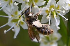 Andrena astragali