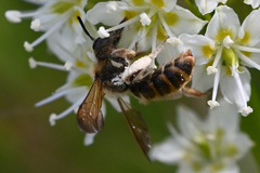 Andrena astragali