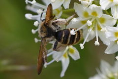Andrena astragali