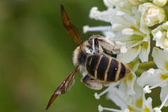 Andrena astragali