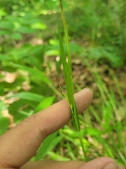 Carex laxiflora