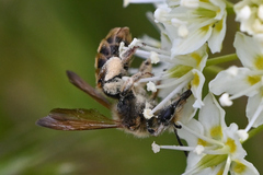Andrena astragali