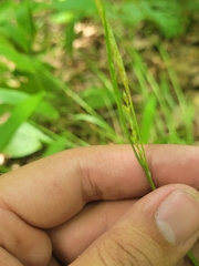 Carex laxiflora
