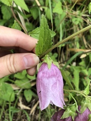Campanula punctata