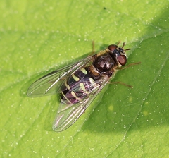 Dasysyrphus venustus