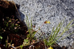 Erythranthe howaldiae