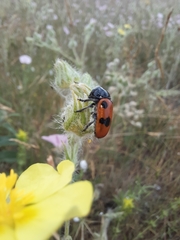 Cryptocephalus bipunctatus