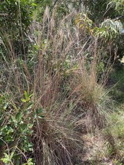 Andropogon bicornis