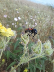 Cryptocephalus bipunctatus