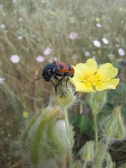 Cryptocephalus bipunctatus