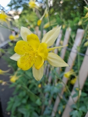 Aquilegia chrysantha