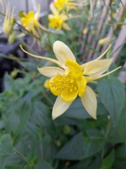 Aquilegia chrysantha