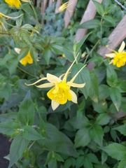 Aquilegia chrysantha