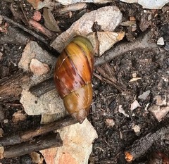 Bothriembryon glauerti