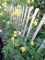 Aquilegia chrysantha