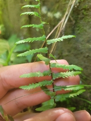 Asplenium platyneuron