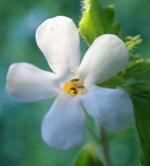 Chaenostoma campanulatum