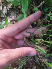 Asplenium platyneuron