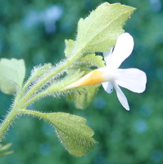 Chaenostoma campanulatum