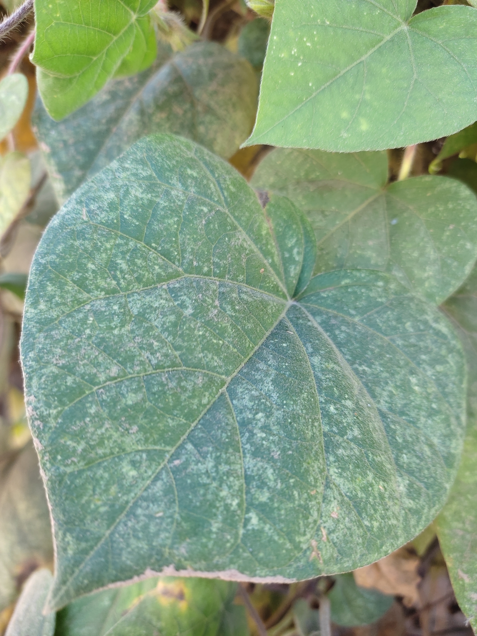 Ipomoea purpurea image