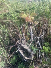 Betula papyrifera kenaica