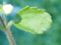 Chaenostoma campanulatum