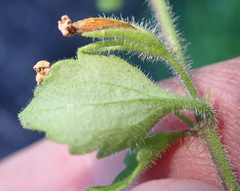 Chaenostoma campanulatum