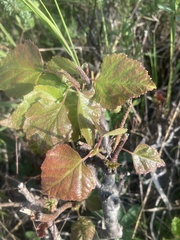 Betula papyrifera kenaica