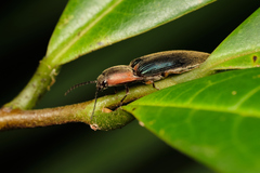 Megapenthes limbalis