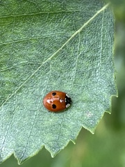 Adalia bipunctata