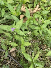 Triodanis biflora