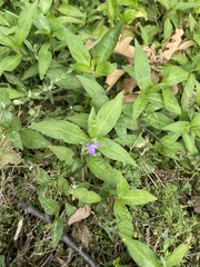 Triodanis biflora