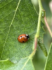 Adalia bipunctata