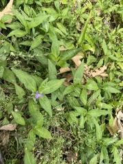 Triodanis biflora