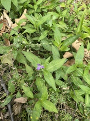 Triodanis biflora