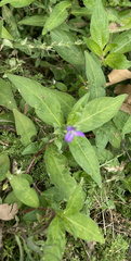 Triodanis biflora