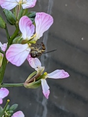 Allograpta obliqua