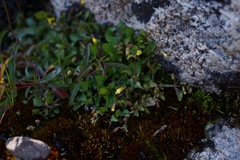 Erythranthe howaldiae