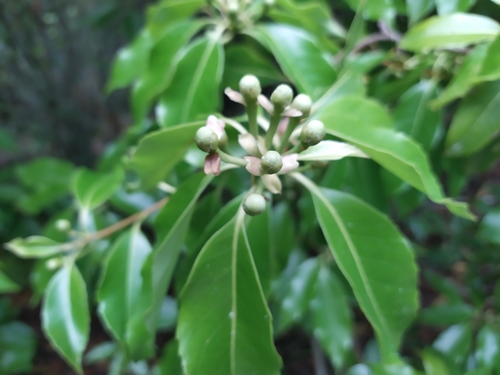 Image of Schima superba by (c) 莫于凌, some rights reserved (CC BY)