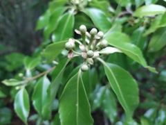 Schima superba superba