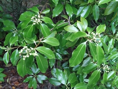 Schima superba superba