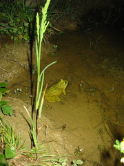 Pelophylax ridibundus