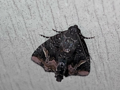 Homophoberia apicosa