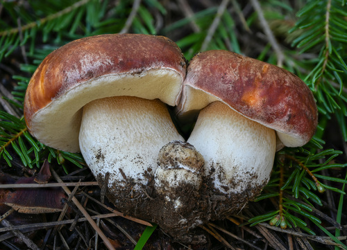 Spring King Bolete