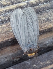 Macrobrochis staudingeri