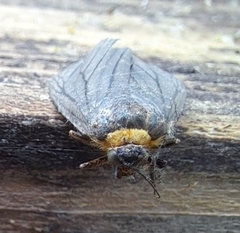 Macrobrochis staudingeri