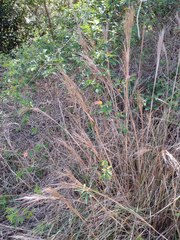 Andropogon bicornis