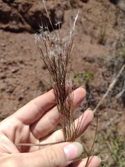 Schizachyrium condensatum