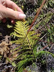 Pityrogramma austroamericana